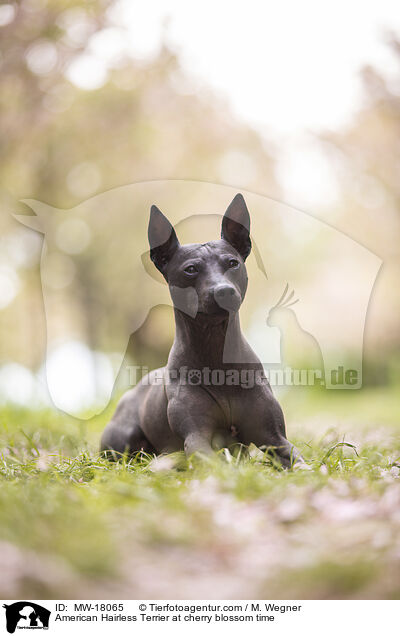 American Hairless Terrier zur Kirschbltezeit / American Hairless Terrier at cherry blossom time / MW-18065