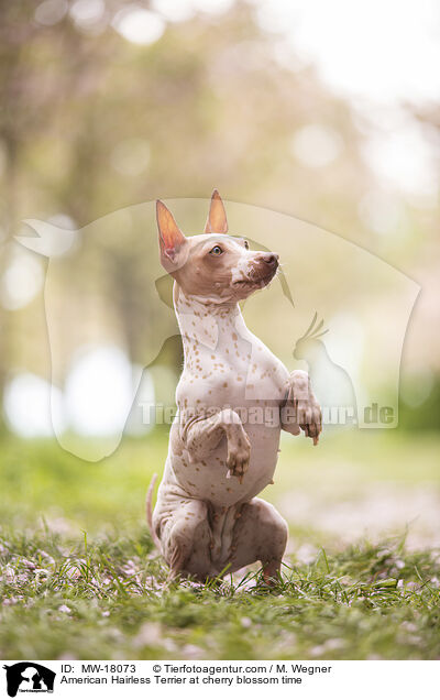 American Hairless Terrier zur Kirschbltezeit / American Hairless Terrier at cherry blossom time / MW-18073
