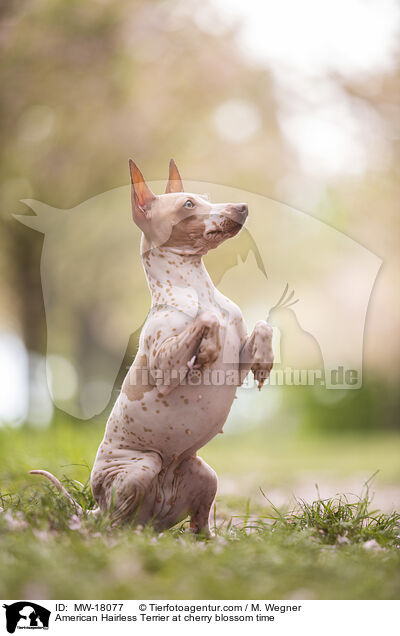 American Hairless Terrier at cherry blossom time / MW-18077