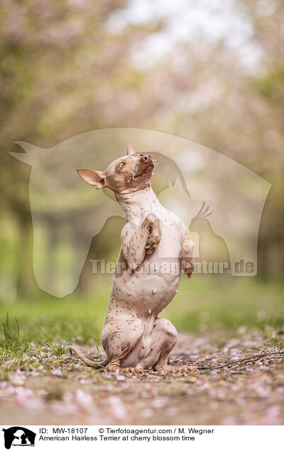 American Hairless Terrier zur Kirschbltezeit / American Hairless Terrier at cherry blossom time / MW-18107