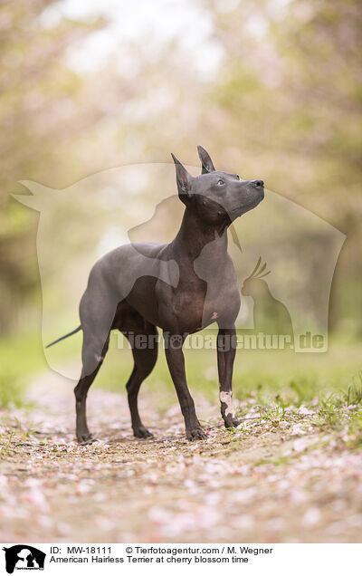 American Hairless Terrier zur Kirschbltezeit / American Hairless Terrier at cherry blossom time / MW-18111