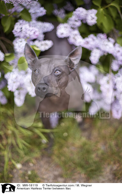 American Hairless Terrier zwischen Flieder / American Hairless Terrier between lilac / MW-18119