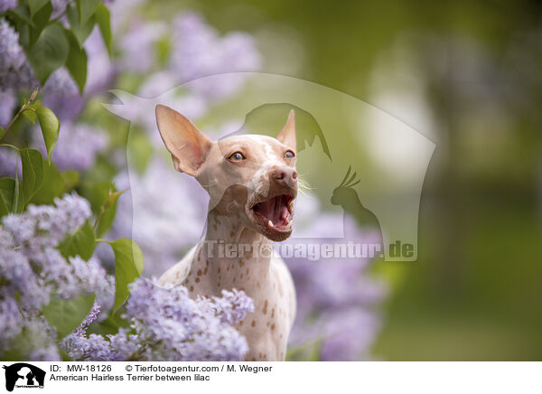 American Hairless Terrier zwischen Flieder / American Hairless Terrier between lilac / MW-18126