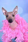 American Hairless Terrier Portrait