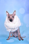 sitting American Hairless Terrier