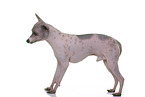 American Hairless Terrier