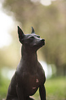 American Hairless Terrier at cherry blossom time