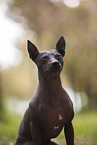 American Hairless Terrier at cherry blossom time