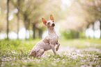 American Hairless Terrier at cherry blossom time