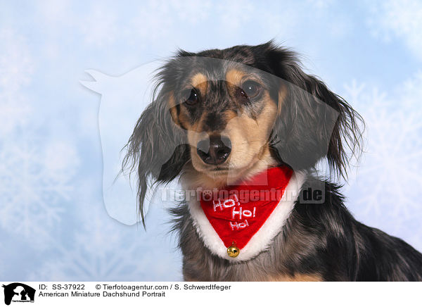 Amerikanischer Zwergdackel Portrait / American Miniature Dachshund Portrait / SS-37922