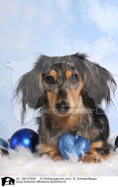 lying American Miniature Dachshund / SS-37928