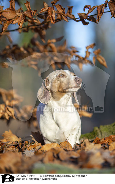 standing  American Dachshund / MW-11641