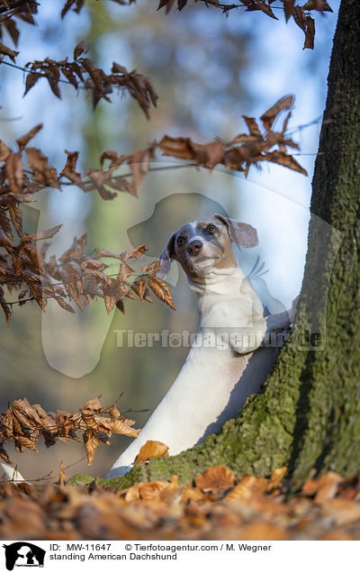 standing American Dachshund / MW-11647