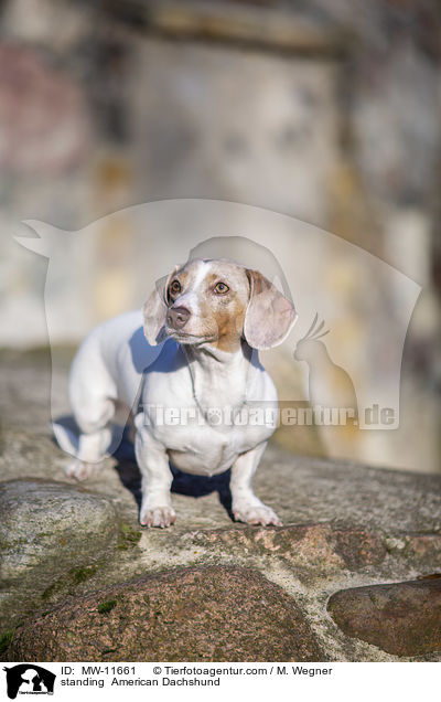 standing  American Dachshund / MW-11661