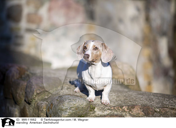 standing  American Dachshund / MW-11662