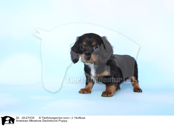 Amerikanischer Zwergdackel Welpe / American Miniature Dachshund Puppy / JH-27435