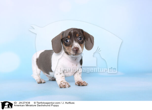 Amerikanischer Zwergdackel Welpe / American Miniature Dachshund Puppy / JH-27438