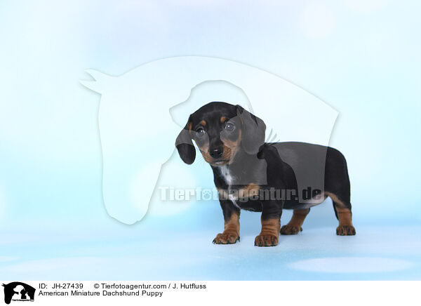 Amerikanischer Zwergdackel Welpe / American Miniature Dachshund Puppy / JH-27439