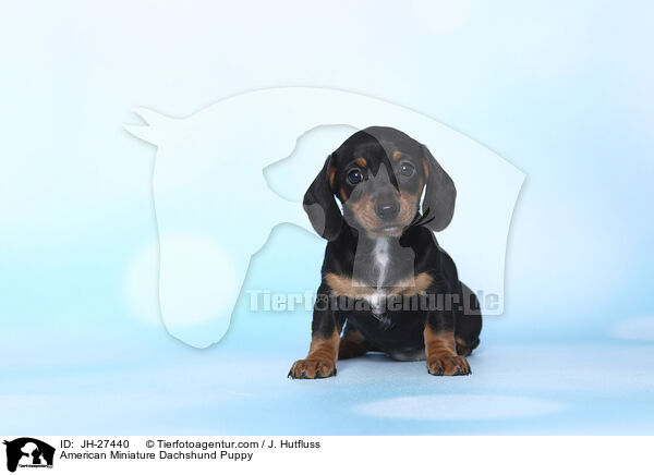 Amerikanischer Zwergdackel Welpe / American Miniature Dachshund Puppy / JH-27440