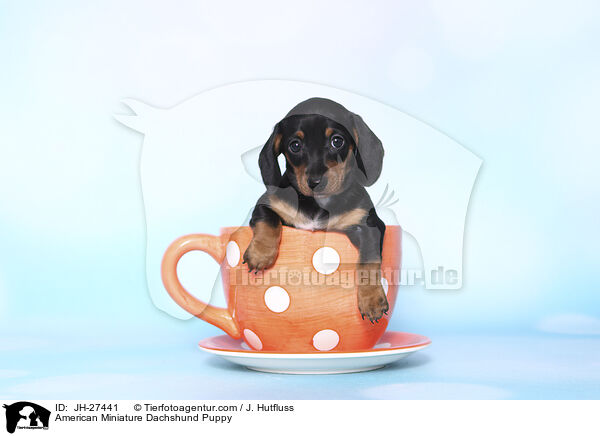Amerikanischer Zwergdackel Welpe / American Miniature Dachshund Puppy / JH-27441