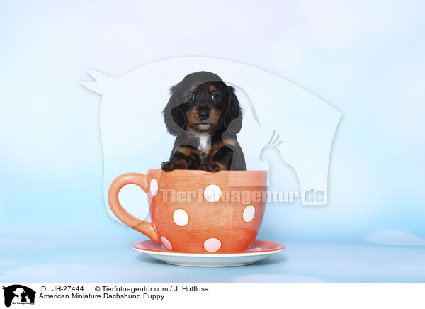 Amerikanischer Zwergdackel Welpe / American Miniature Dachshund Puppy / JH-27444