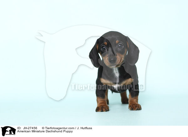 Amerikanischer Zwergdackel Welpe / American Miniature Dachshund Puppy / JH-27456