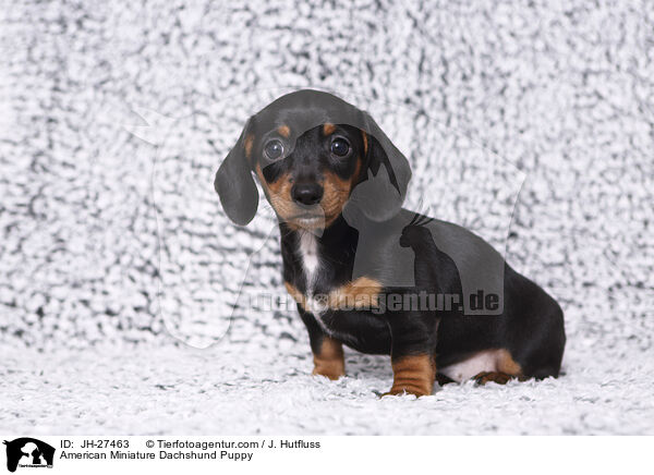 Amerikanischer Zwergdackel Welpe / American Miniature Dachshund Puppy / JH-27463