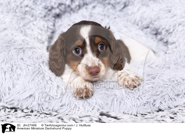 Amerikanischer Zwergdackel Welpe / American Miniature Dachshund Puppy / JH-27466