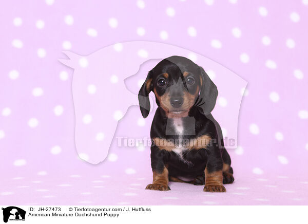 Amerikanischer Zwergdackel Welpe / American Miniature Dachshund Puppy / JH-27473