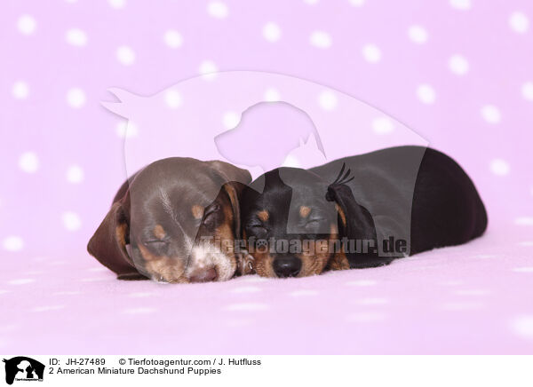 2 Amerikanische Zwergdackel Welpen / 2 American Miniature Dachshund Puppies / JH-27489