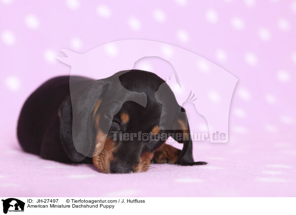 Amerikanischer Zwergdackel Welpe / American Miniature Dachshund Puppy / JH-27497