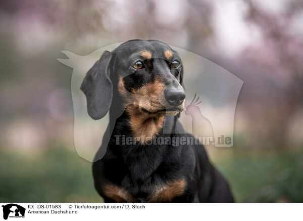 Amerikanischer Dackel / American Dachshund / DS-01583