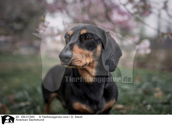 Amerikanischer Dackel / American Dachshund / DS-01584