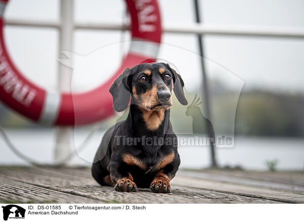 Amerikanischer Dackel / American Dachshund / DS-01585