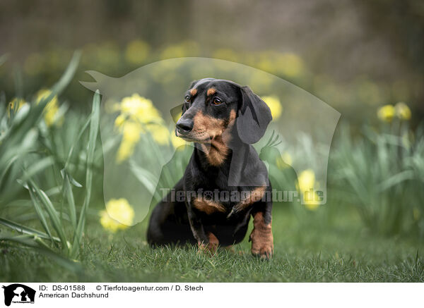 Amerikanischer Dackel / American Dachshund / DS-01588