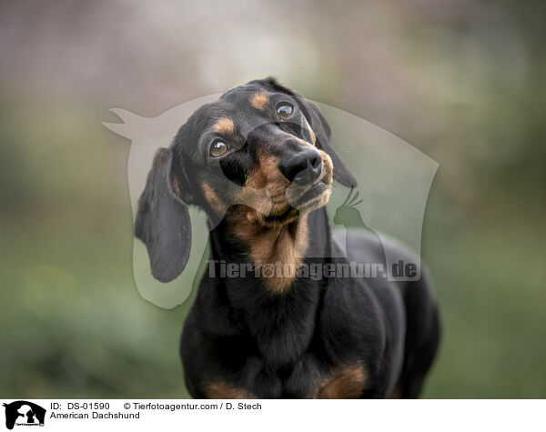 Amerikanischer Dackel / American Dachshund / DS-01590