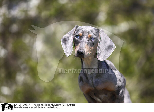 Amerikanischer Zwergdackel Hndin / female american miniature dachshund / JH-30711