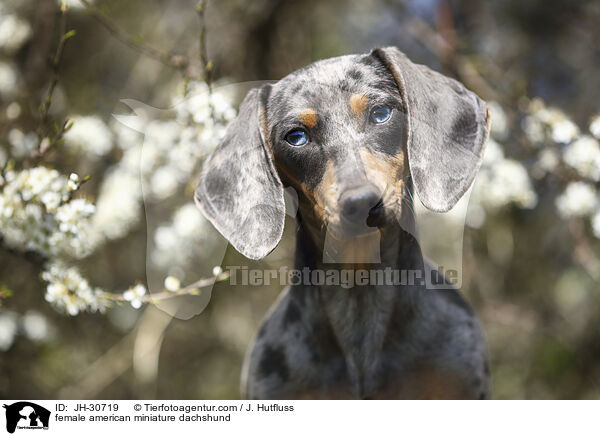 Amerikanischer Zwergdackel Hndin / female american miniature dachshund / JH-30719