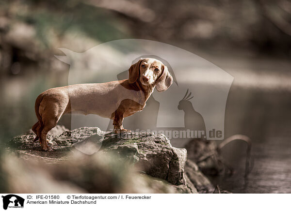 Amerikanischer Zwergdackel / American Miniature Dachshund / IFE-01580