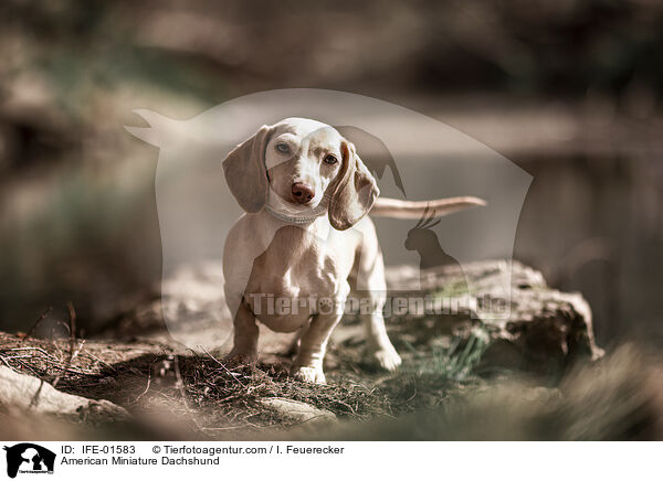 Amerikanischer Zwergdackel / American Miniature Dachshund / IFE-01583