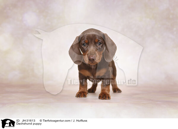 Dachshund puppy / JH-31613