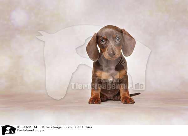 Dachshund puppy / JH-31614