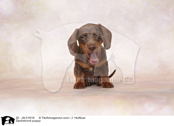 Dackel Welpe / Dachshund puppy / JH-31616