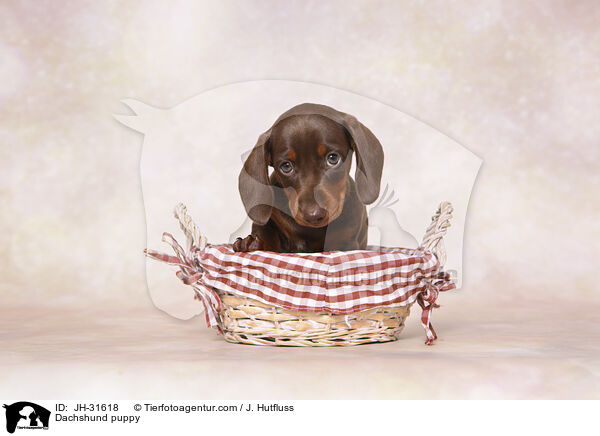 Dachshund puppy / JH-31618