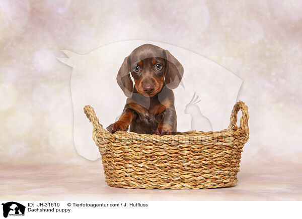 Dackel Welpe / Dachshund puppy / JH-31619