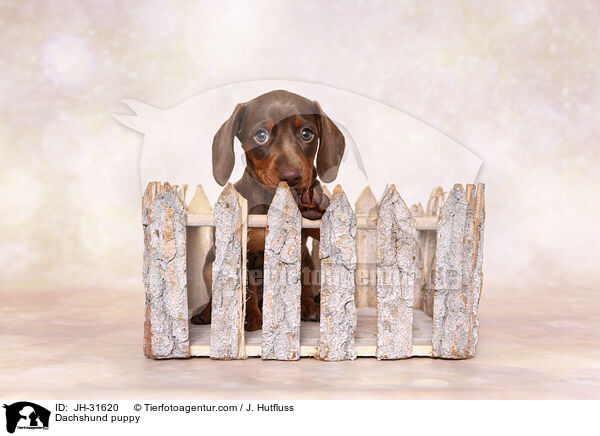 Dachshund puppy / JH-31620