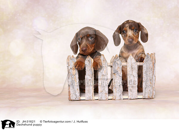 Dachshund puppy / JH-31621