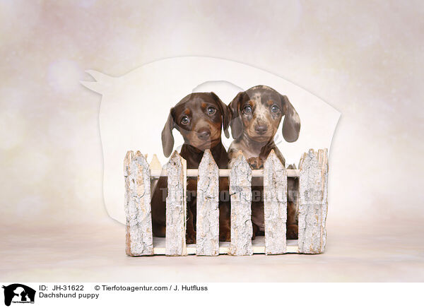 Dachshund puppy / JH-31622