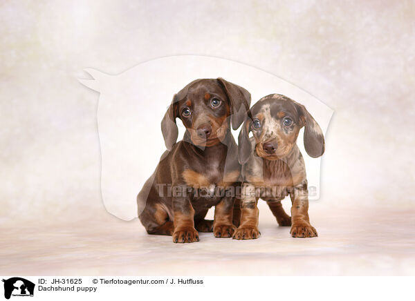 Dackel Welpe / Dachshund puppy / JH-31625