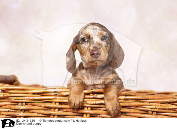 Dackel Welpe / Dachshund puppy / JH-31626